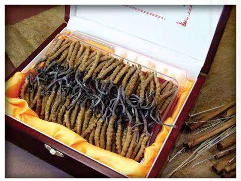 邛崃冬虫夏草回收